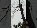 3 separate branches in 1 rig