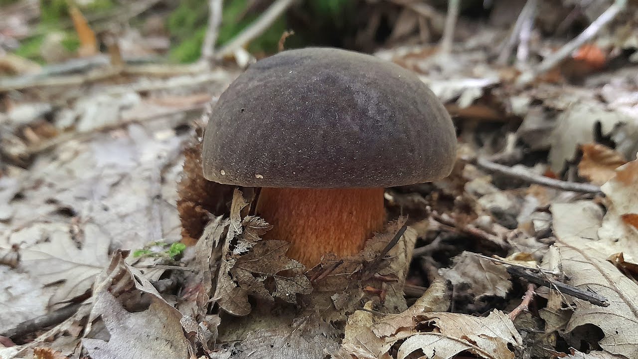 Un BOSCO pieno di PORCINI NERI