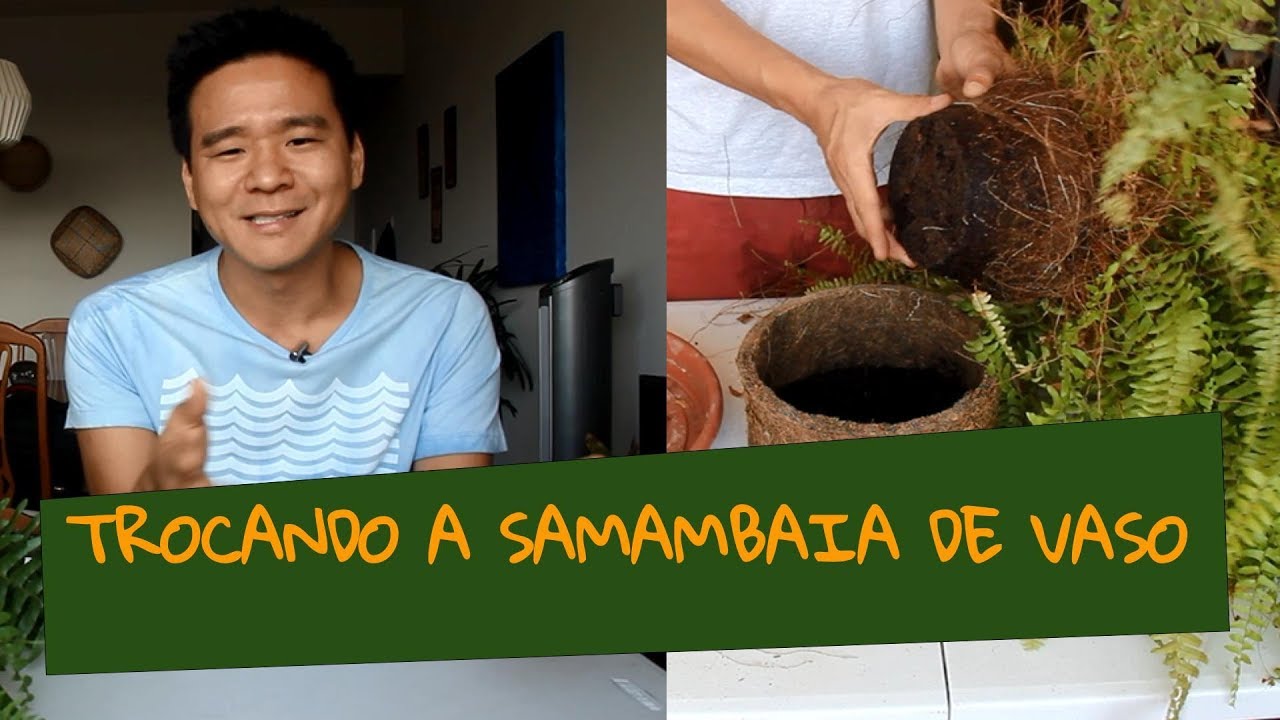 Como replantar samambaias?