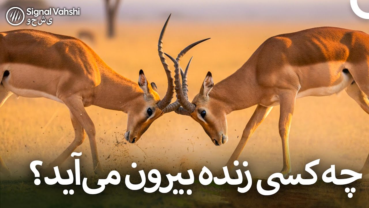 نبرد مرگ و زندگیِ حیوانات! I دوبلهٔ فارسی