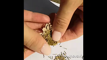 Сбор семян и обрезка Ромашки 🌼