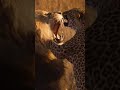 LION VS. LEOPARD: The Ultimate Showdown! 🦁🐆