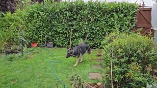 German Shepherd in the garden by DOGS BEING DOGS 180 views 4 months ago 1 minute, 9 seconds