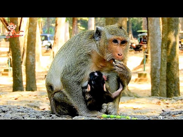 Mom Maria so Tired Much Hungry After Delivery, Best Thank Maria for Give Cute Baby Monkey in group. Mom Maria so Tired Much Hungry After Delivery, Best Thank Maria for Give Cute Baby Monkey in group.