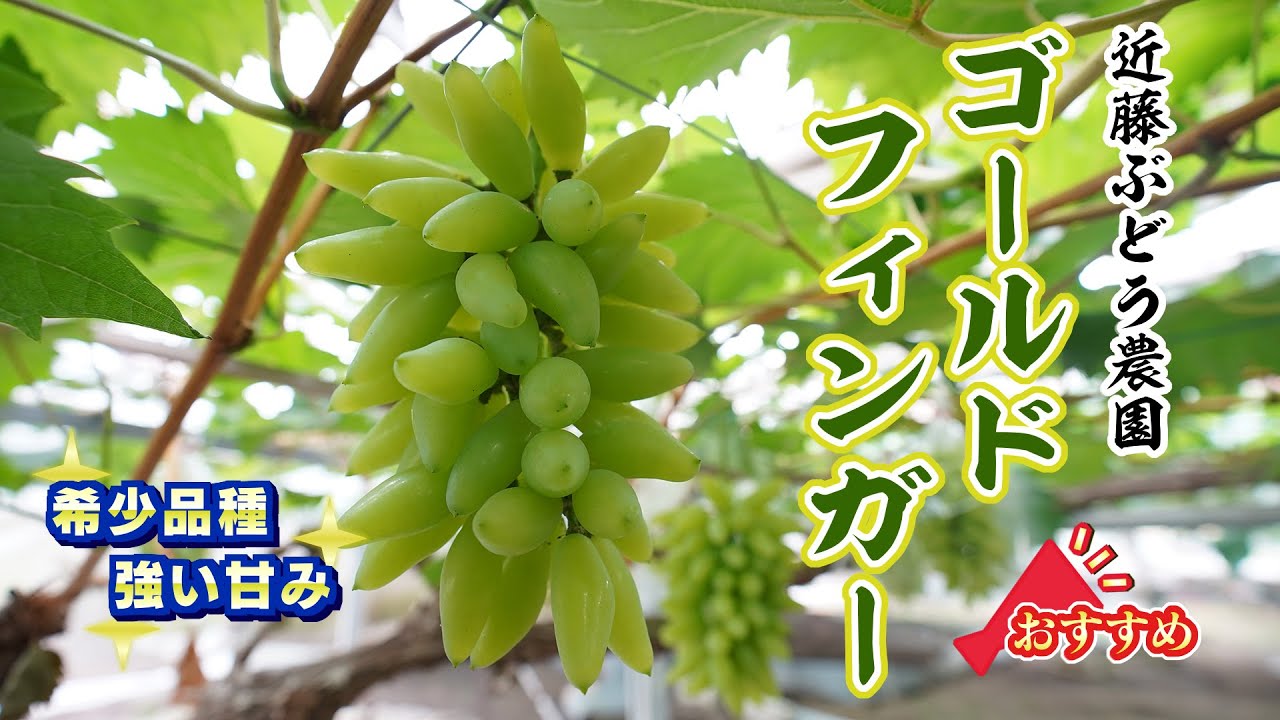 希少品種 ゴールドフィンガー】近藤ぶどう農園のブドウ栽培のこだわり
