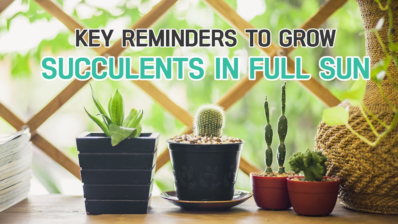 Что нужно знать при выращивании суккулентов на прямом солнце #суккулент #полноесолнце #уходзасукк...
