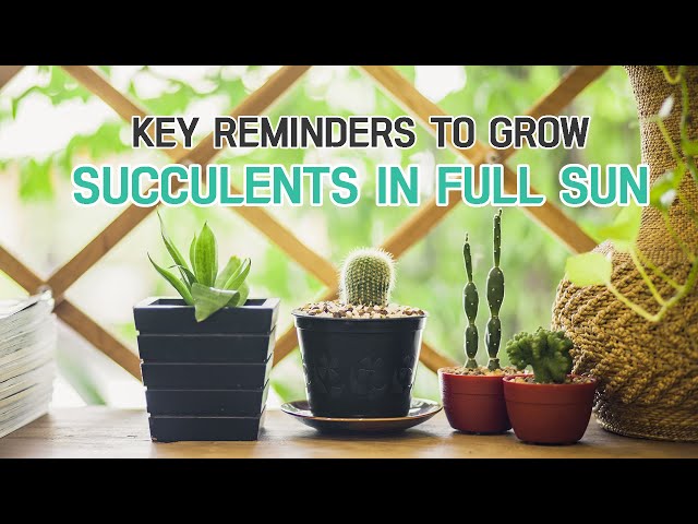 What you should know when growing succulents in full sun #succulent  #fullsun #succulentcare - YouTube