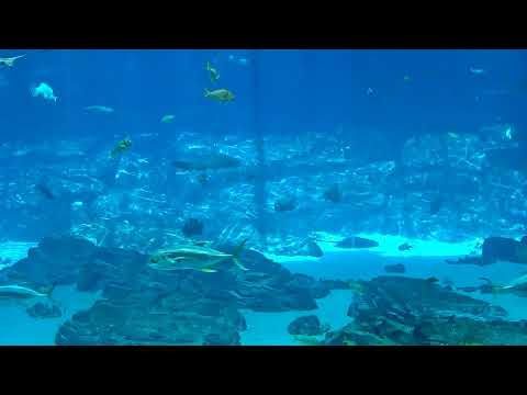 Georgia Aquarium - Ocean Voyager Cam