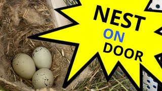 Bird Nest in Wreath / Hidden in Plain Sight / Nature finds a way by John & Lil 2,854 views 1 year ago 3 minutes, 18 seconds