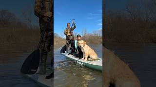 English Springer Spaniel Wants to Paddle Board With His Friends! #shorts