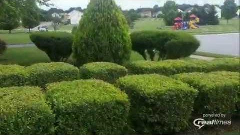 Landscape Ideas - Juniper and Shrub Shaping and Pruning