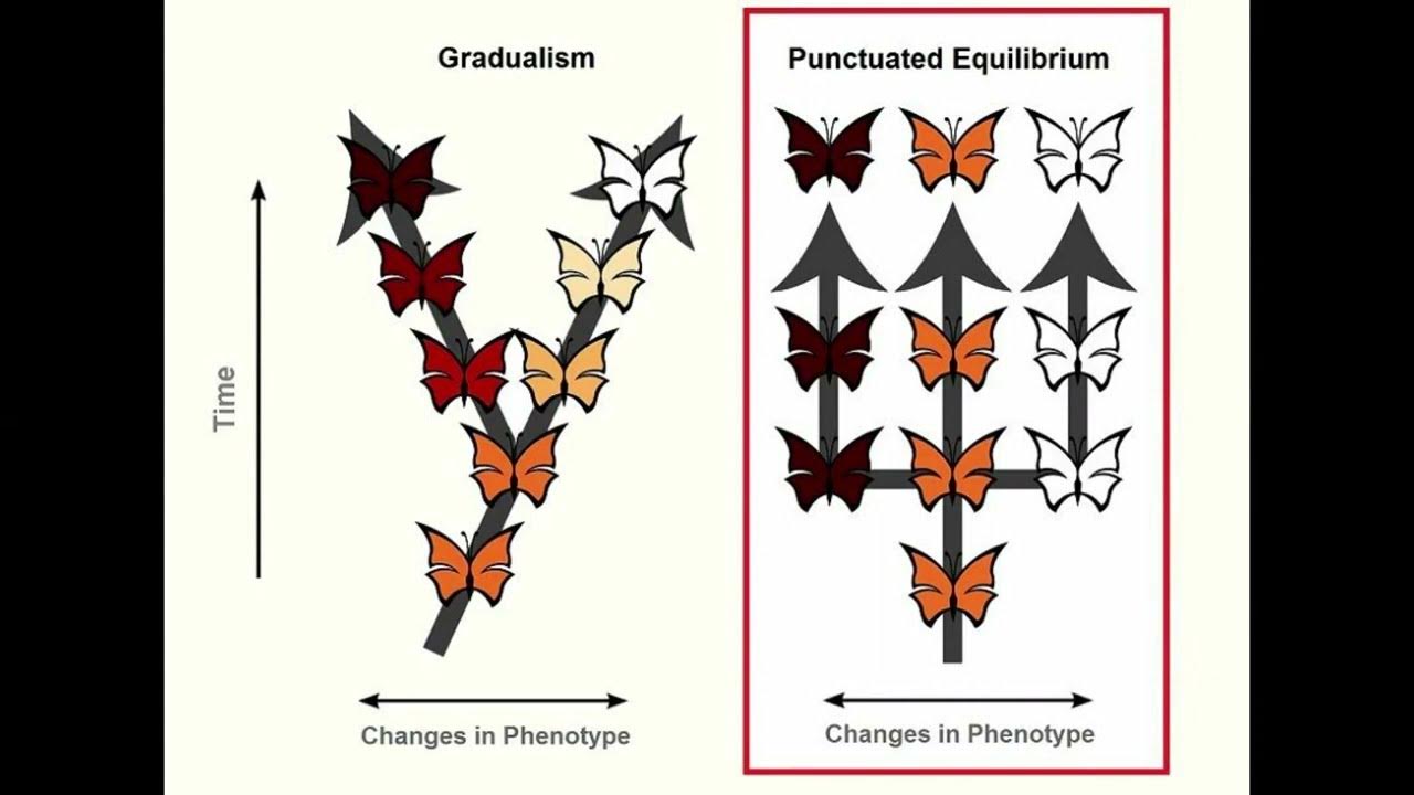 gradualism-vs-punctuated-equilibrium-evolution-by-n-s-life-sciences-g