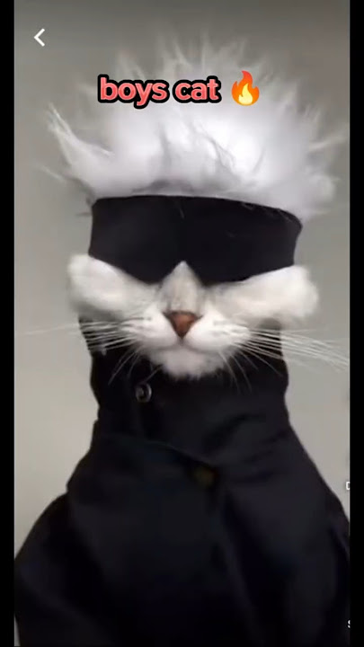 girls cat vs boys cat #cat #animals #viral #shorts