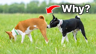 50 Essential Dog Facts You Need To Know | Discover them!