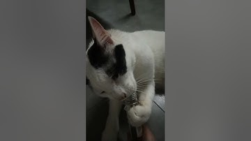 CAT SMELLS CATNIP FOR THE FIRST TIME