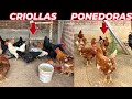 Por esta razn debes criar gallinas criollas y no ponedoras