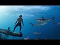 Sharks  shipwrecks  freediving the bahamas
