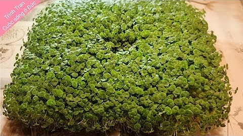 Cách trồng rau mầm hạt chia mới không cần giặt khăn 🇩🇪 Cuộc sống ở Đức
