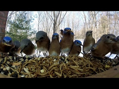 14 Eastern Bluebirds visit feeder at once!