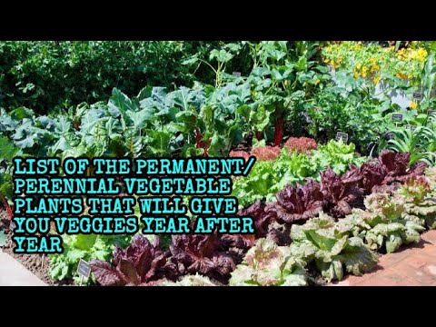 LIST OF THE PERMANENT/PERENNIAL VEGETABLE PLANTS THAT WILL GIVE YOU FRUITS YEAR AFTER YEAR