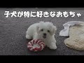 【マルチーズ】amazon犬ロープおもちゃ１０個セット／子犬には遊びたくても遊べないおもちゃもあるよ！【子犬】