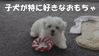 【マルチーズ】amazon犬ロープおもちゃ１０個セット／子犬には遊びたくても遊べないおもちゃもあるよ！【子犬】