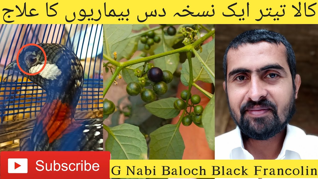 Kala Teetar malash Par khana awaz kharab ka ilaj care and tips