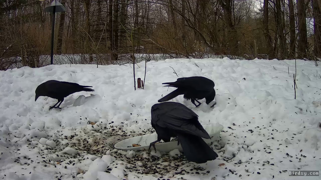 Crows sharing 