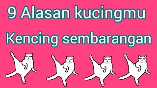 kenapa kucing  kencing sembarangan, #cat , #catvideos