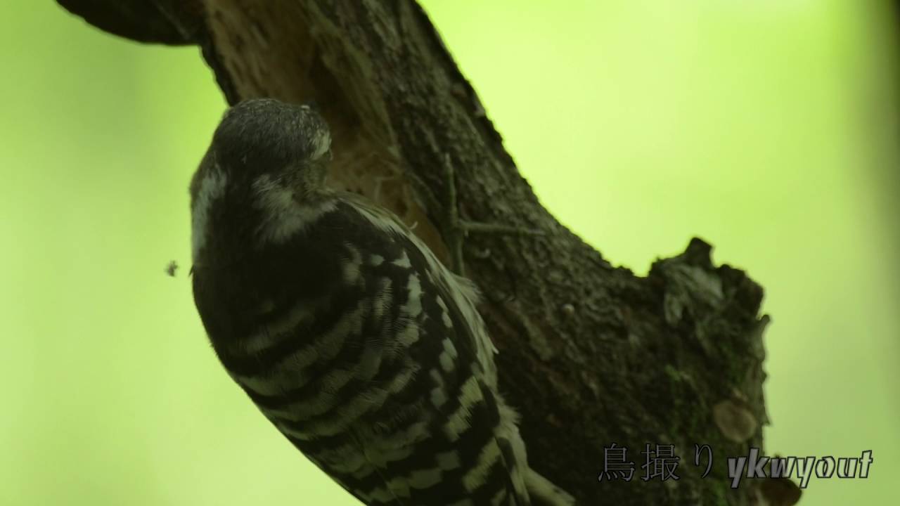 野鳥 コゲラ Japanese Pygmy Woodpecker 2016_06 