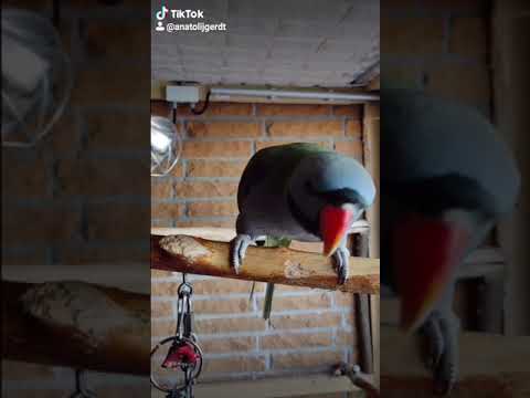 китайский ожереловый попугай