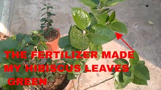 MOONG FERTILIZER इसे आप अपने हिबिस्कुस (गुड़हल ) के  पौधे में डालिये फिर जो होगा आप देख कर  चौक जाओगे