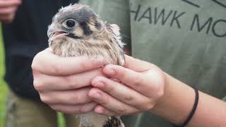 American Kestrels Compete with European Starlings over Nest Boxes in Eastern Pennsylvania
