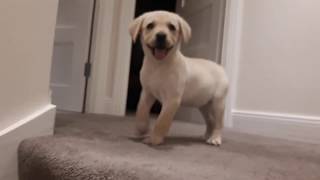 Labrador Puppy Barking