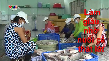Làm giàu nhờ nuôi cá thác lác