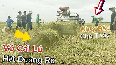 Chú 8 Sách Cái Lú Ra Dí Hàng Nó.ng Trong Đám Lúa Vào Cái Lú Con Nào Chạy Thóc l Dũng Miền Tây 