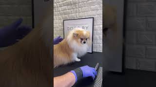 #doggroomingtips #pomeranian #dogs