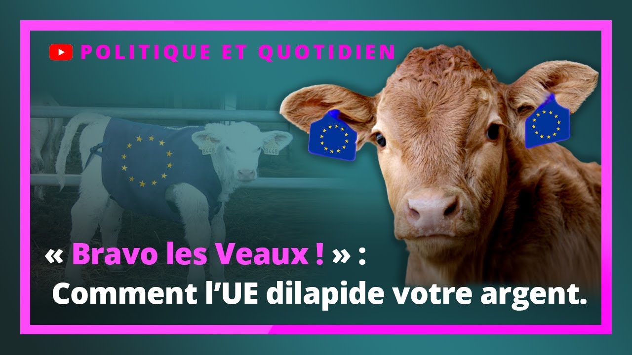 « Bravo les Veaux ! » : Comment l’UE dilapide votre argent.
