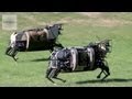 AlphaDog, U.S. Marines Robot Pack Animal - Legged Squad Support System