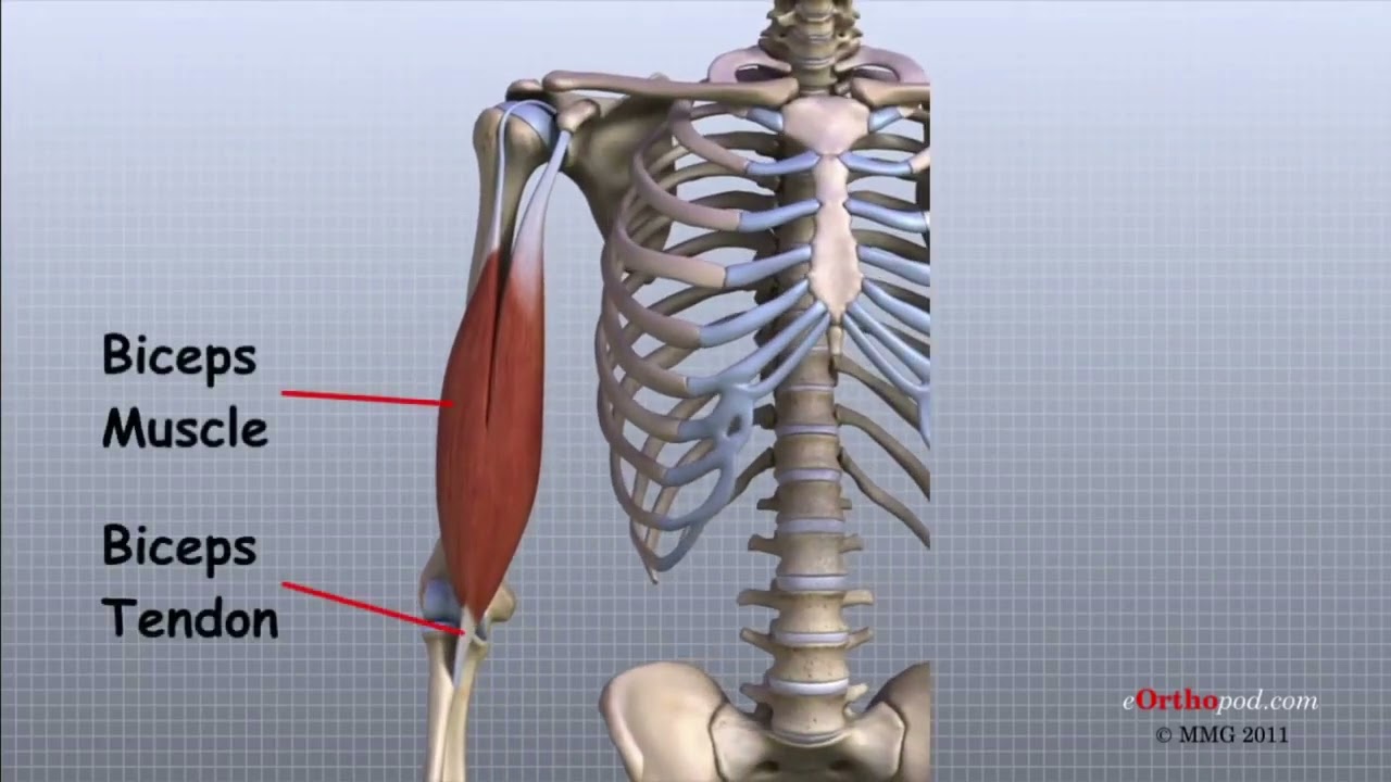 مفصل المرفق