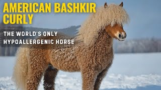 A Horse With Curls Where Did The American Bashkir Curly Come From