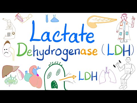 ലാക്റ്റേറ്റ് ഡീഹൈഡ്രജനേസ് (LDH) | ബയോകെമിസ്ട്രി, ലാബ് 🧪, ക്ലിനിക്കൽ പ്രാധാന്യമുള്ള ഡോക്ടർ 👩‍⚕️ ❤️