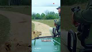 Mind Blowing Reaction Of Man and Lion #shorts #wildlife #viral