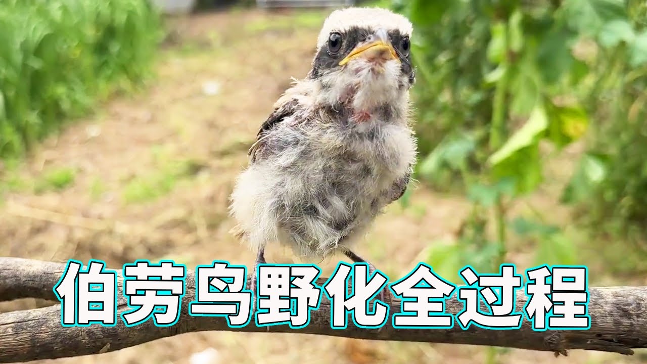 【伯劳鸟野化全过程】屠夫鸟血脉觉醒这么恐怖！之前连只蚂蚁都抓不到，现在敢对鸽子下手【天下一场梦】