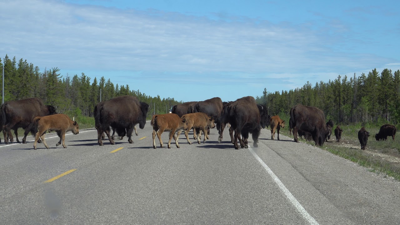 Wood Bison Herd along the Liard Highway Northwest Territories, Canada