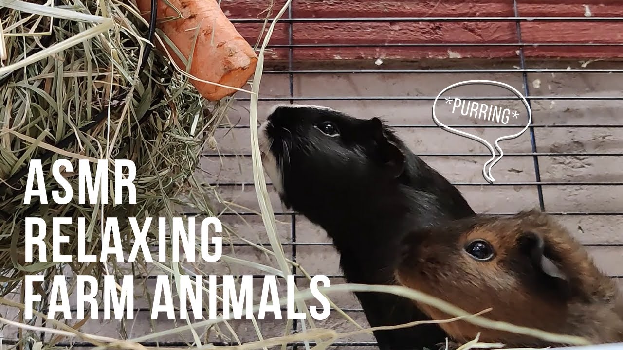 ASMR 🎧 RELAXING Farm Animals | No talking