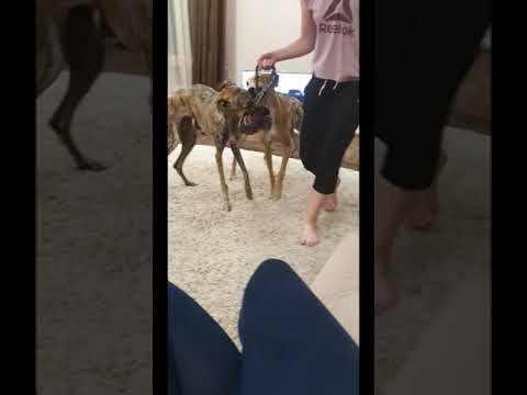 Galgo Espaniol/ Испанский Гальго