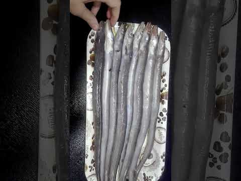 سمك ثعبان البحر الكونغر 