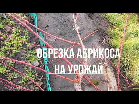 ОБРЕЗКА АБРИКОСА НА УРОЖАЙ. - YouTube