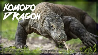 DRAGON DE KOMODO | Características y Curiosidades | Mini Documental